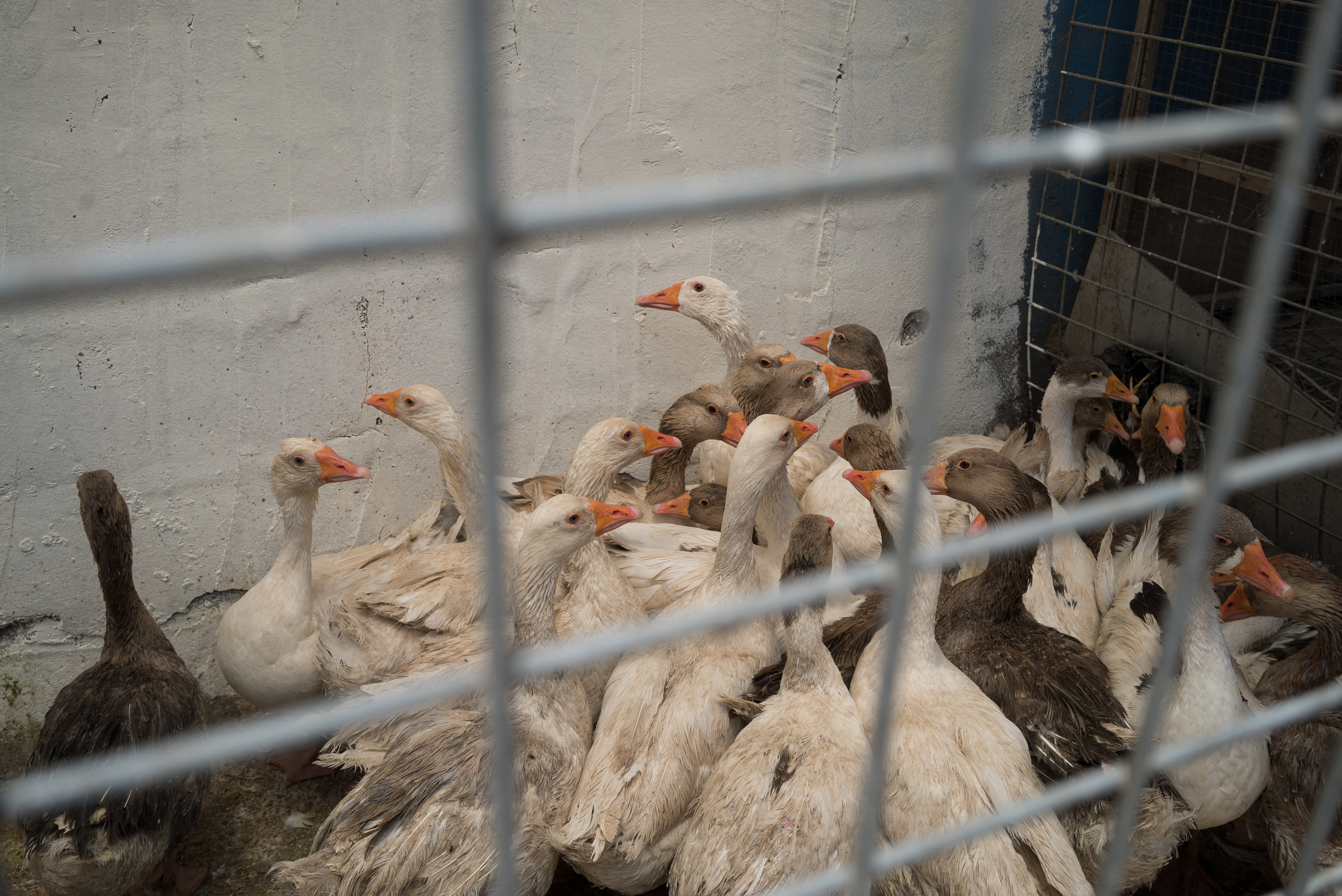 Erbil market for birds and animals, Erbil, Kurdistan Region, June 4, 2016. (Photo: Kurdistan24/Alexandre Afonso)